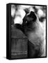 Inquisitive Siamese-Thomas Fall-Framed Stretched Canvas