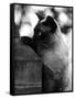 Inquisitive Siamese-Thomas Fall-Framed Stretched Canvas