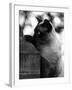 Inquisitive Siamese-Thomas Fall-Framed Photographic Print