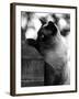 Inquisitive Siamese-Thomas Fall-Framed Photographic Print