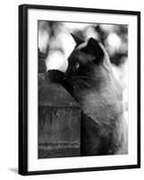 Inquisitive Siamese-Thomas Fall-Framed Photographic Print