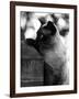 Inquisitive Siamese-Thomas Fall-Framed Photographic Print