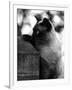 Inquisitive Siamese-Thomas Fall-Framed Photographic Print