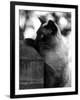 Inquisitive Siamese-Thomas Fall-Framed Photographic Print