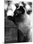 Inquisitive Siamese-Thomas Fall-Mounted Photographic Print