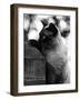 Inquisitive Siamese-Thomas Fall-Framed Photographic Print