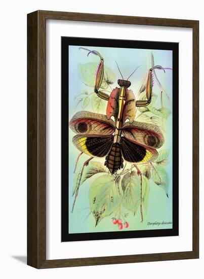 Insect: Deroplatys Disiccata-James Duncan-Framed Art Print