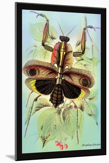 Insect: Deroplatys Disiccata-James Duncan-Mounted Art Print