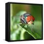 Insect Fly Macro on Leaf-Pan Xunbin-Framed Stretched Canvas