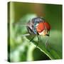 Insect Fly Macro on Leaf-Pan Xunbin-Stretched Canvas