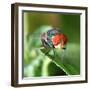 Insect Fly Macro on Leaf-Pan Xunbin-Framed Photographic Print