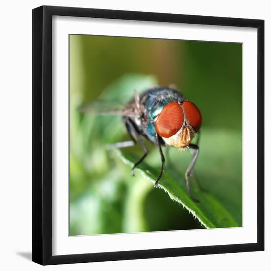 Insect Fly Macro on Leaf-Pan Xunbin-Framed Photographic Print