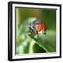 Insect Fly Macro on Leaf-Pan Xunbin-Framed Photographic Print