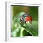 Insect Fly Macro on Leaf-Pan Xunbin-Framed Photographic Print