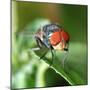 Insect Fly Macro on Leaf-Pan Xunbin-Mounted Photographic Print