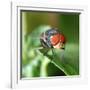 Insect Fly Macro on Leaf-Pan Xunbin-Framed Photographic Print