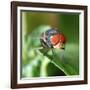 Insect Fly Macro on Leaf-Pan Xunbin-Framed Photographic Print