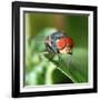 Insect Fly Macro on Leaf-Pan Xunbin-Framed Photographic Print