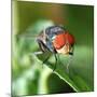 Insect Fly Macro on Leaf-Pan Xunbin-Mounted Photographic Print