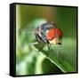 Insect Fly Macro on Leaf-Pan Xunbin-Framed Stretched Canvas