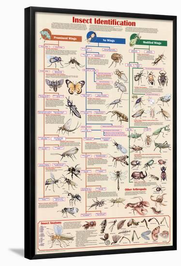 Insect Identification Educational Science Chart Poster-null-Framed Poster