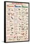 Insect Identification Educational Science Chart Poster-null-Framed Poster