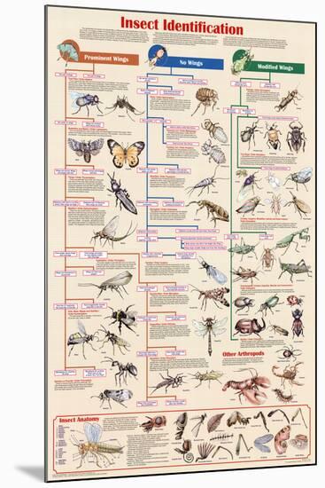 Insect Identification Educational Science Chart Poster-null-Mounted Poster