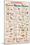Insect Identification Educational Science Chart Poster-null-Mounted Poster