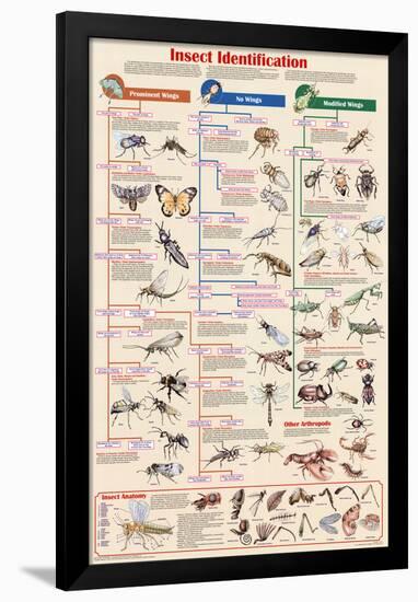 Insect Identification Educational Science Chart Poster-null-Framed Poster