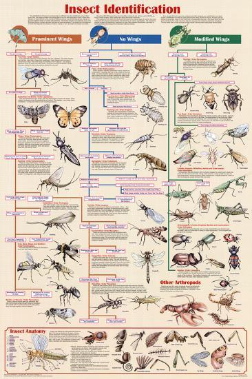 Poster, , large