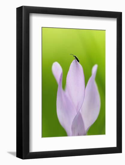 Insect on Cyclamen (Cyclamen Persicum) Flower, Akamas Peninsula, Cyprus, May 2009 Wwe Book-Lilja-Framed Photographic Print