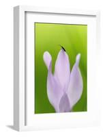 Insect on Cyclamen (Cyclamen Persicum) Flower, Akamas Peninsula, Cyprus, May 2009 Wwe Book-Lilja-Framed Photographic Print