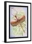 Insect: Phasma Necydaloides-James Duncan-Framed Art Print