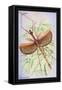 Insect: Phasma Necydaloides-James Duncan-Framed Stretched Canvas