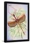 Insect: Phasma Necydaloides-James Duncan-Framed Stretched Canvas