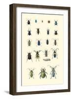 Insect Study-null-Framed Art Print