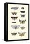 Insect Study-null-Framed Stretched Canvas