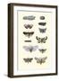 Insect Study-null-Framed Art Print