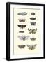 Insect Study-null-Framed Art Print