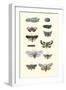 Insect Study-null-Framed Art Print