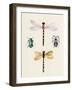 Insect Varieties I-Annie Warren-Framed Art Print