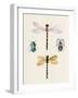 Insect Varieties I-Annie Warren-Framed Art Print