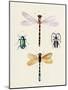 Insect Varieties I-Annie Warren-Mounted Art Print