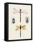 Insect Varieties I-Annie Warren-Framed Stretched Canvas