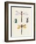 Insect Varieties I-Annie Warren-Framed Art Print