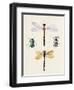 Insect Varieties I-Annie Warren-Framed Art Print