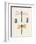 Insect Varieties I-Annie Warren-Framed Art Print