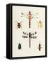 Insect Varieties II-Annie Warren-Framed Stretched Canvas