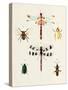 Insect Varieties II-Annie Warren-Stretched Canvas