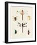 Insect Varieties II-Annie Warren-Framed Art Print